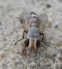 Craticulina sp.